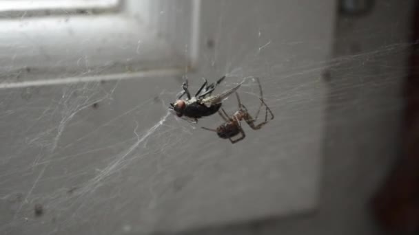 ハエがクモの Web に絡まってください — ストック動画