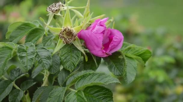 Grand Bourdon Vole Une Fleur Une Fleur Une Dogrose Recueille — Video