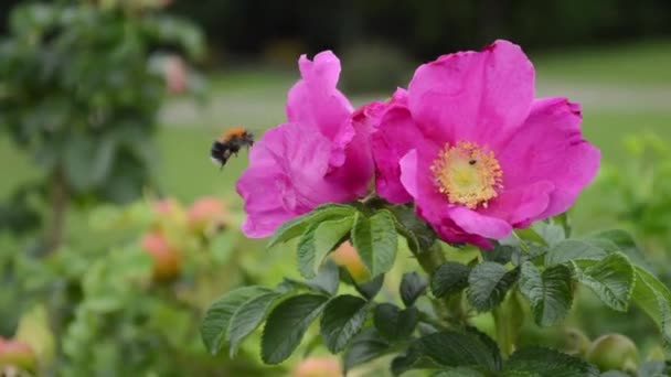 Le bourdon vole vers une fleur de rose sauvage 