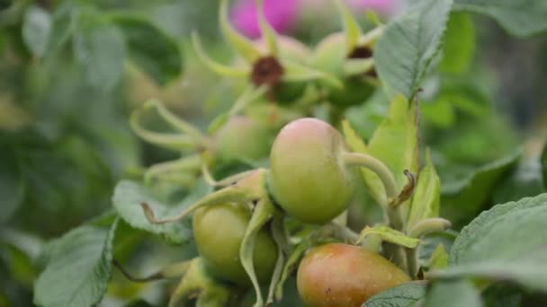 Niet Rijpe Bessen Van Een Dogrose Een Struik Met Bessen — Stockvideo