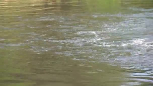 Dans Rivière Coule Eau Sale — Video