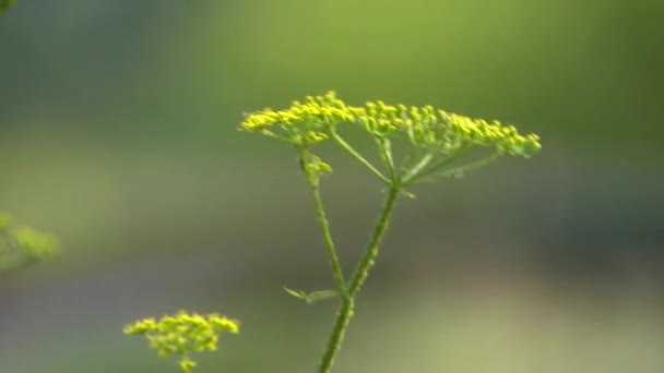 Från Röret Sammanslagningar Smutsigt Vatten Förorenar Miljön — Stockvideo