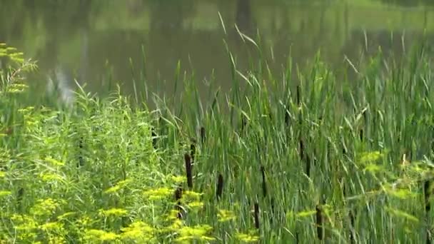 Vijver Begroeid Met Riet Gras — Stockvideo