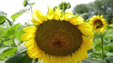 Ayçiçeği alanında, arı çiçek içinde