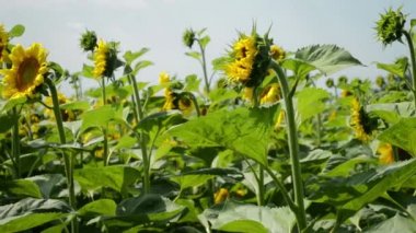 Sarı çiçek ayçiçeği esintiyle sallanan, kaydırma