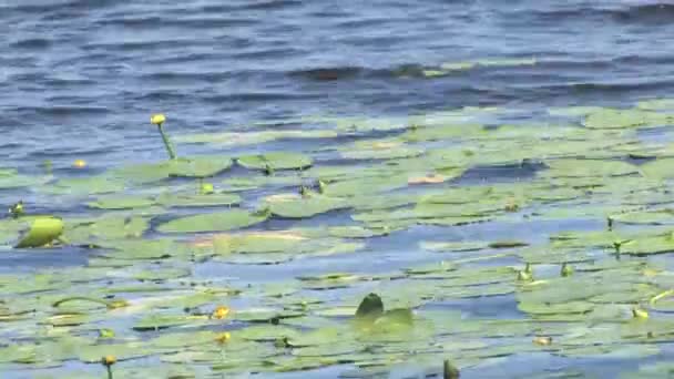 Flores Lírios Água Lago Superfície Água — Vídeo de Stock