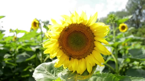 L'abeille est assise sur la fleur d'un tournesol 