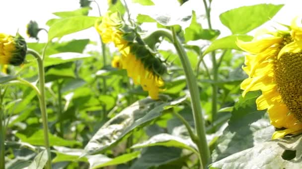 Zonnebloemen Het Veld Camerabewegingen — Stockvideo