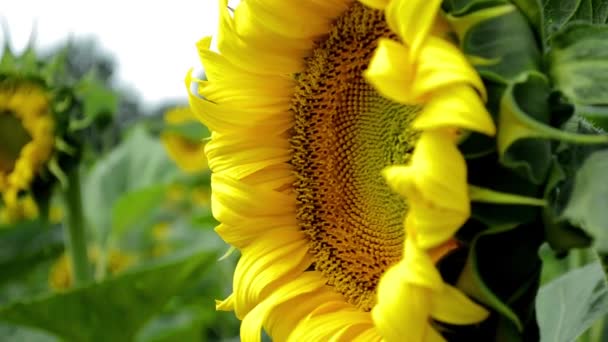 Gele Bloem Van Een Zonnebloem Zwaaiend Wind — Stockvideo