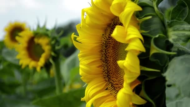 Fleur jaune d'un tournesol oscillant dans le vent 2 