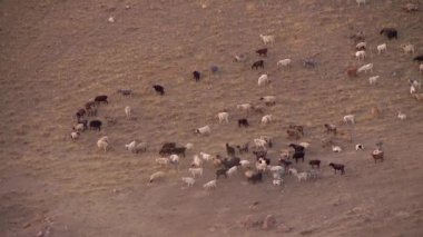 Dağlarda sığır herding çoban