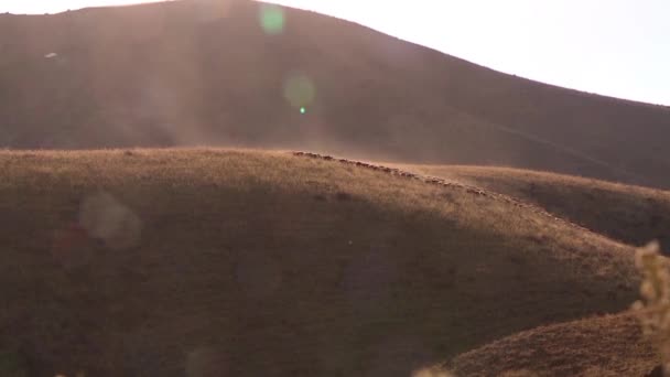 Een Kudde Schapen Berg Met Een Herder — Stockvideo