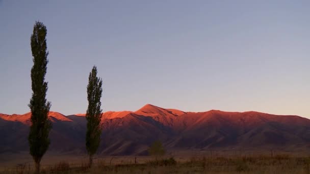 カザフスタン 日没の太陽 木のふもと — ストック動画