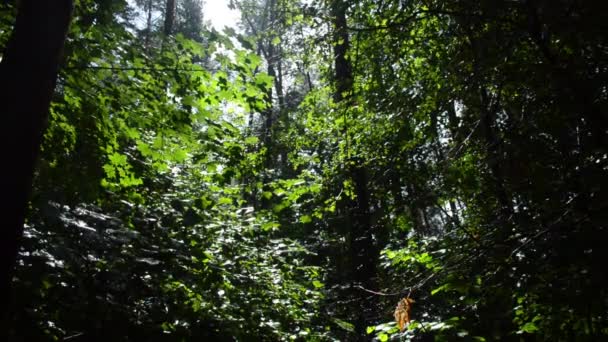 Chuva Verão Floresta Árvores Bordo — Vídeo de Stock