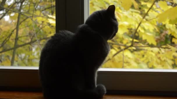 猫坐在窗台上 望着窗外 — 图库视频影像