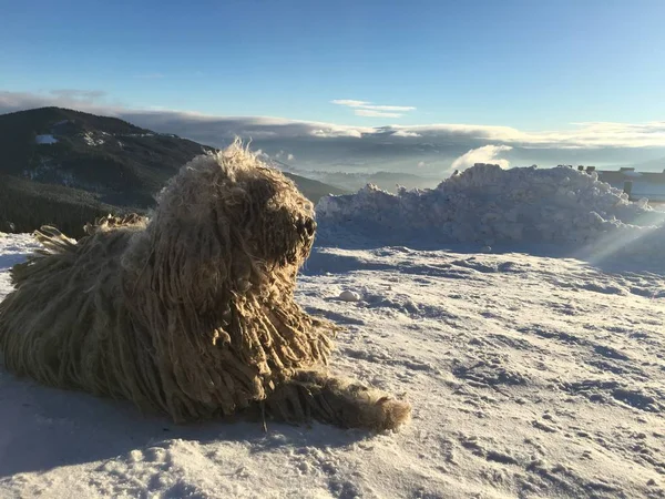 Komondor Hungarian Shepherd Lies Sunny Day Snow Mountains — Stock Photo, Image