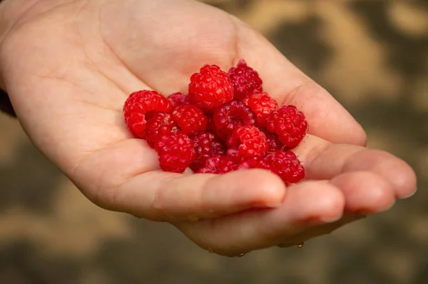Wild raspberry in the women\'s hands, forest, red berries