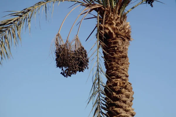 Date palm, fruit hanging from a branch, sweet fruit