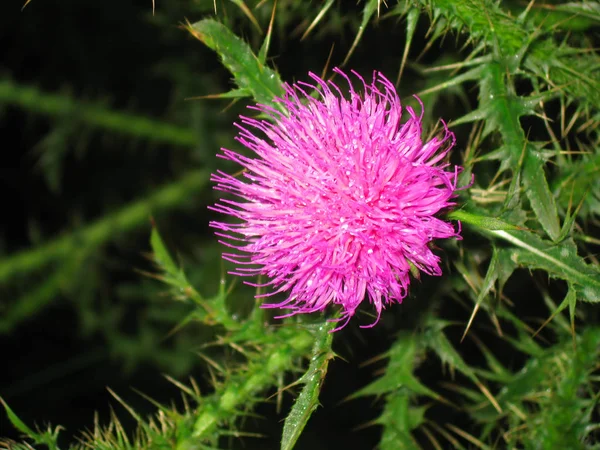 Milk Thistle flower and plant, red flower, medicinal plant 2