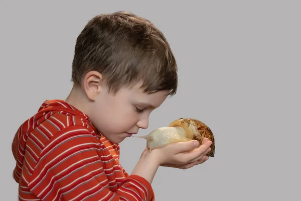 男孩轻轻地看着蜗牛在他的手 家里的贝类 爱宠物 — 图库照片