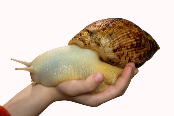 Schnecke Der Hand Eines Kindes Auf Weißem Hintergrund Land Weichtier — Stockfoto