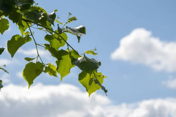 Spring green Linden leaves on a background of clouds