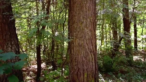 Auf Dem Stamm Eines Nadelbaums Stadtpark Steht Eine Weiße Aufschrift — Stockvideo