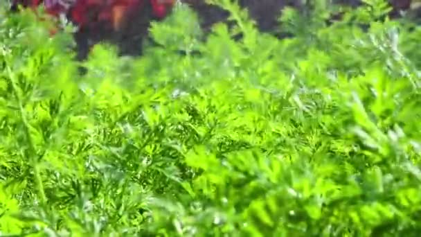 Саду Поливают Морковью Капли Дождя Зеленые Стебли Листья Морковные Ложа — стоковое видео