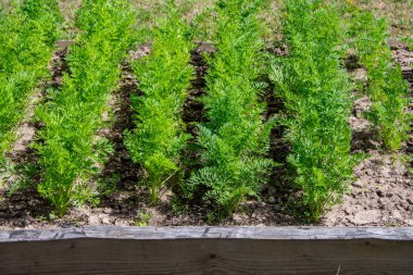Bahçede havuç yatakları, yaz hasadı, çiftlik
