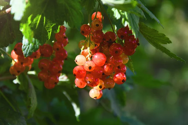 挂在树枝上的红醋栗 在阳光明媚的日子夏天浆果 — 图库照片