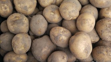 Bir yığın halinde yatan taze kazılmış patates, kırsal hasat