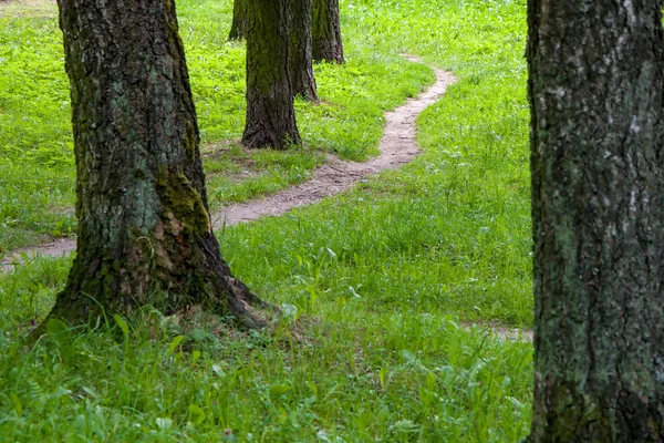 A path in the Park among the trees, a narrow path in the summer forest