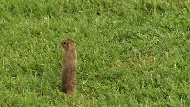 Gopher Står Grönt Gräs Ser Sig Omkring Mark Ekorre — Stockvideo