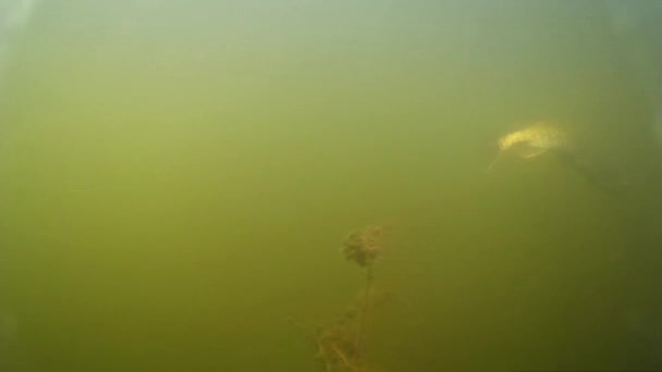 Tiro Subaquático Grande Lúcio Tentando Saltar Gancho Pesca Com Fiação — Vídeo de Stock