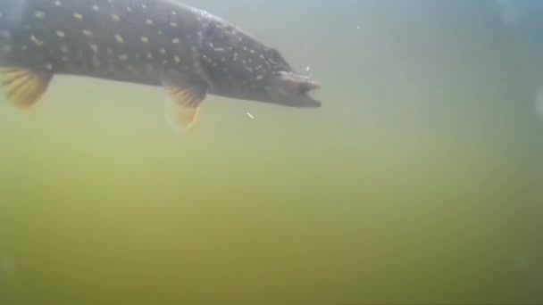 Disparos Bajo Agua Gran Lucio Tratando Saltar Del Gancho Pesca — Vídeo de stock