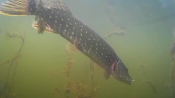 Tiro Subaquático Grande Lúcio Tentando Saltar Gancho Pesca Com Fiação — Vídeo de Stock