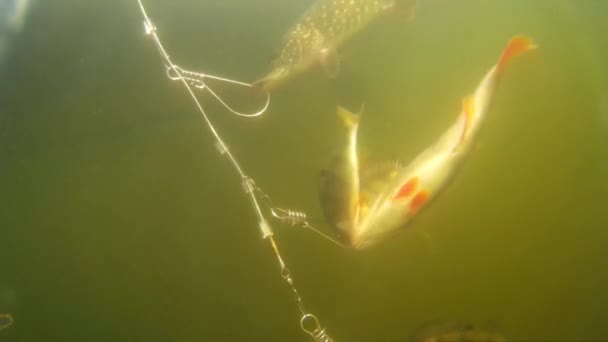 Underwater Video Large Pike Perch Attached Hanging Boat — Stock Video