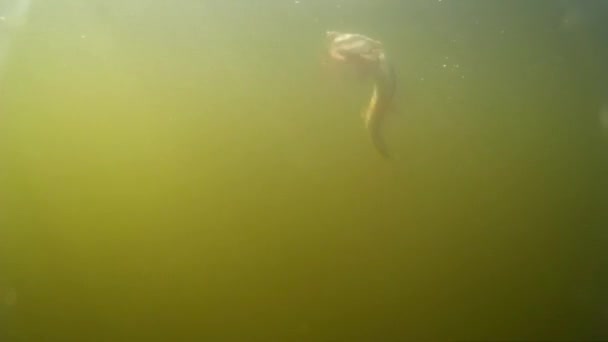 Disparos Bajo Agua Gran Lucio Tratando Saltar Del Gancho Pesca — Vídeo de stock