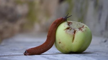 Yol kenarında kırmızı sümüklüböcek düşmüş bir Elma, meyve bahçeleri ve bahçeleri bir haşere, İspanyol sümüklüböcek yeme