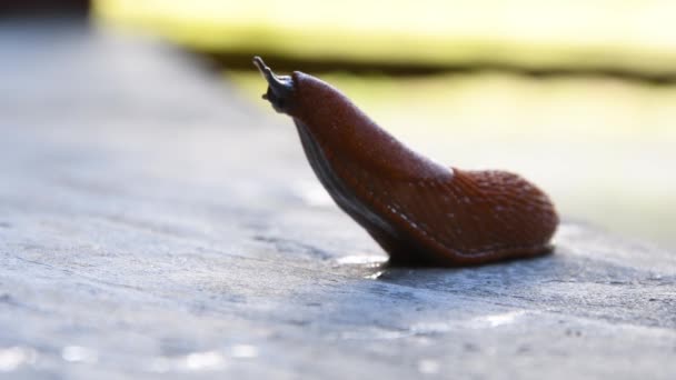 민달팽이 정원과 정원의 스페인 민달팽이를 콘크리트에 크롤링 — 비디오