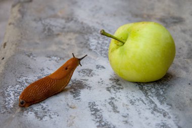 Yol kenarında kırmızı sümüklüböcek düşmüş bir Elma, meyve bahçeleri ve bahçeleri bir haşere, İspanyol sümüklüböcek yeme