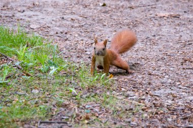 Ortak sincap ağacın yakınındaki yaprakları arasında yerde oturan ve yiyecek, küçük vahşi hayvanlar arıyor,