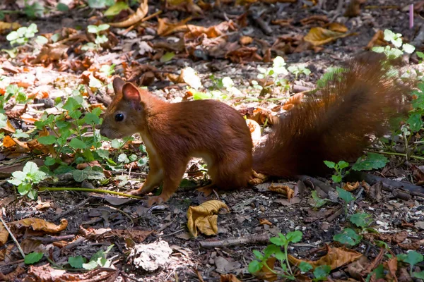 An ordinary squirrel sits on the ground among the leaves near a tree and prepares to jump, small wild animals,