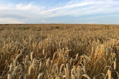 Mavi gökyüzü arka planında buğdaylı tarla, bulutlar, tarım ve tarım.
