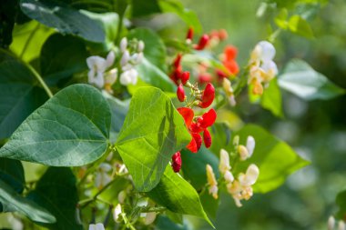 Çiçek açan ve olgunlaşan renkli fasulyeler, yeşil yapraklı kırmızı ve beyaz çiçekler. Vejetaryen yemeği..