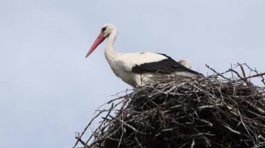 Etraftaki yuvada iki leylek oturuyor, biri uçuyor, yakın plan..