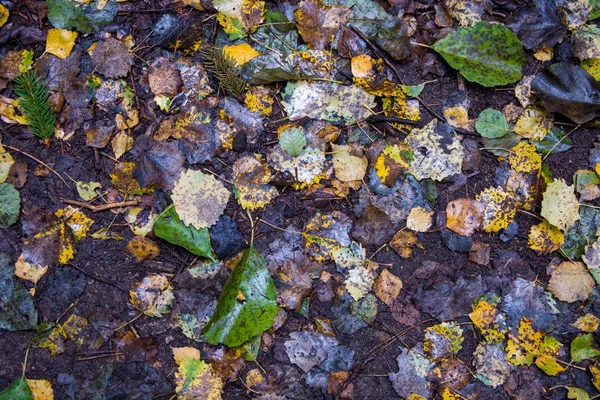 Зеленые Коричневые Желтые Опавшие Листья Лежат Земле Лесу Мрачное Настроение — стоковое фото