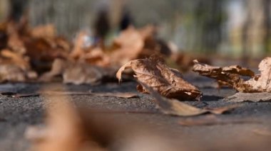 Kuru sonbahar yaprakları yoldaki rüzgârdan titriyor. Ilık sonbahar günü.