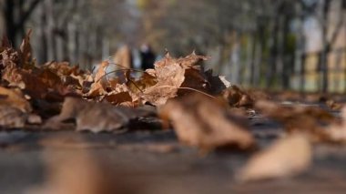 Kurumuş yapraklar yolda yatar, insanlar yürür. Sonbahar Parkı 'nda güneşli bir havada tatil günü