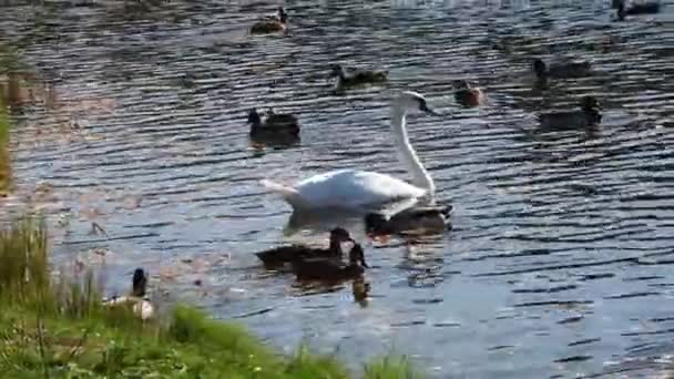 Vit Svan Äter Brödet Flock Grå Ankor Simmar Närheten Höstdamm — Stockvideo